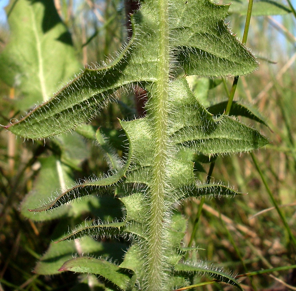 Изображение особи Crepis rhoeadifolia.