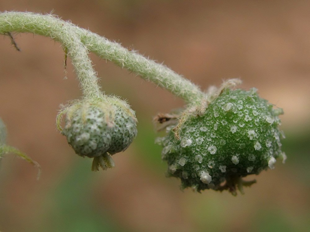 Image of Chrozophora tinctoria specimen.