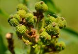 Euphorbia palustris. Соплодие. Астраханская обл., Володарский р-н, окр. с. Ямное, заливной луг после спада воды. 29.06.2013.