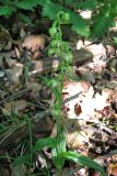Epipactis muelleri. Цветущее растение. Крым, склон Долгоруковской яйлы, дубово-грабинниковый лес. 5 июля 2013 г.