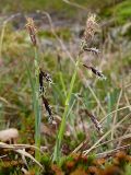 Carex rariflora