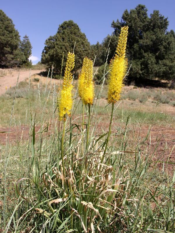 Image of Eremurus stenophyllus specimen.