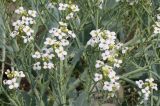 Crambe maritima