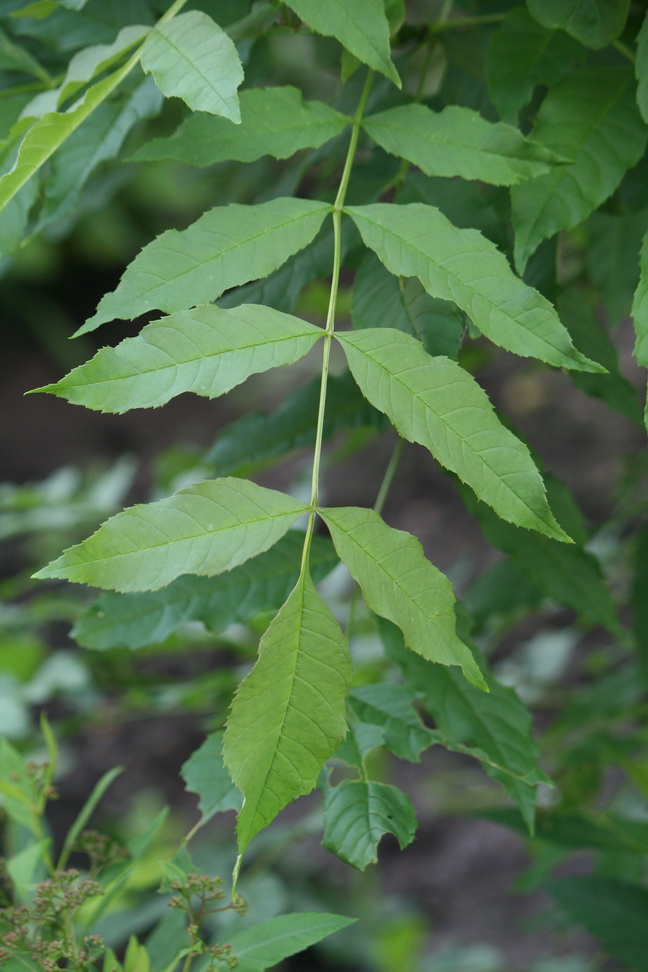 Image of Fraxinus excelsior specimen.