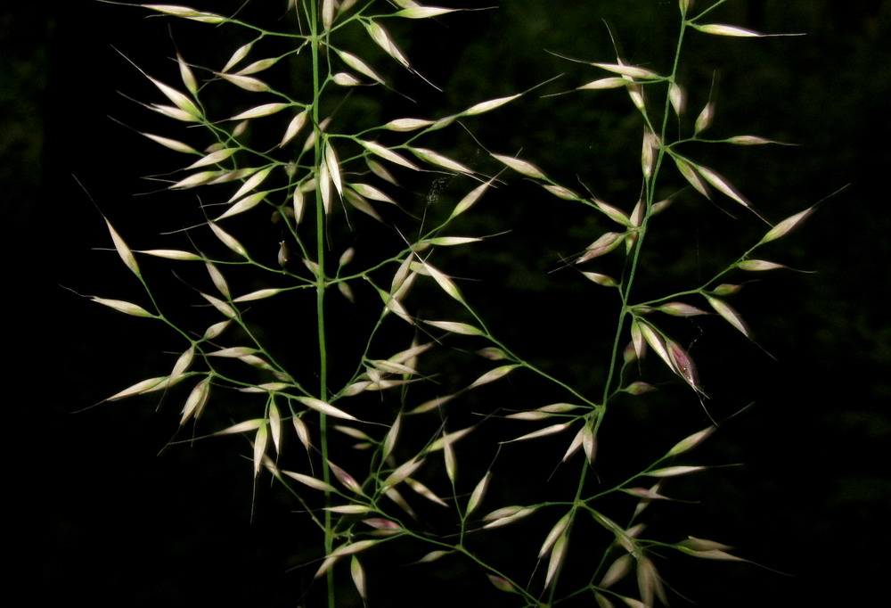 Изображение особи Calamagrostis arundinacea.