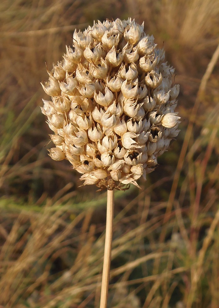 Изображение особи Allium guttatum.