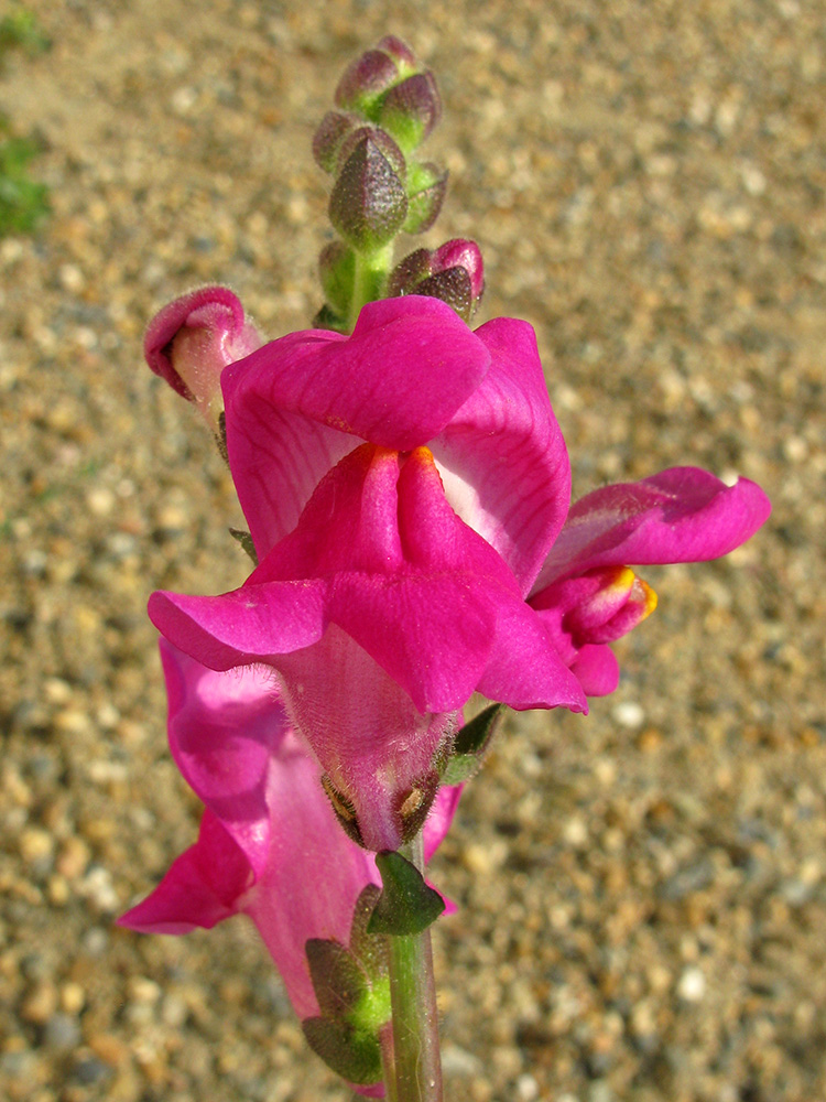 Image of Antirrhinum majus specimen.