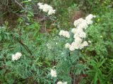 Spiraea alpina