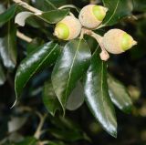 Quercus ilex