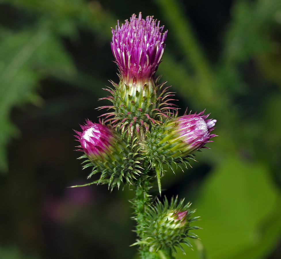 Изображение особи Carduus crispus.