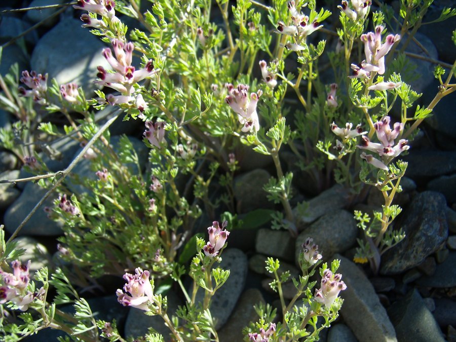 Image of Fumaria vaillantii specimen.