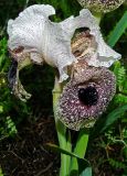 Iris bismarckiana