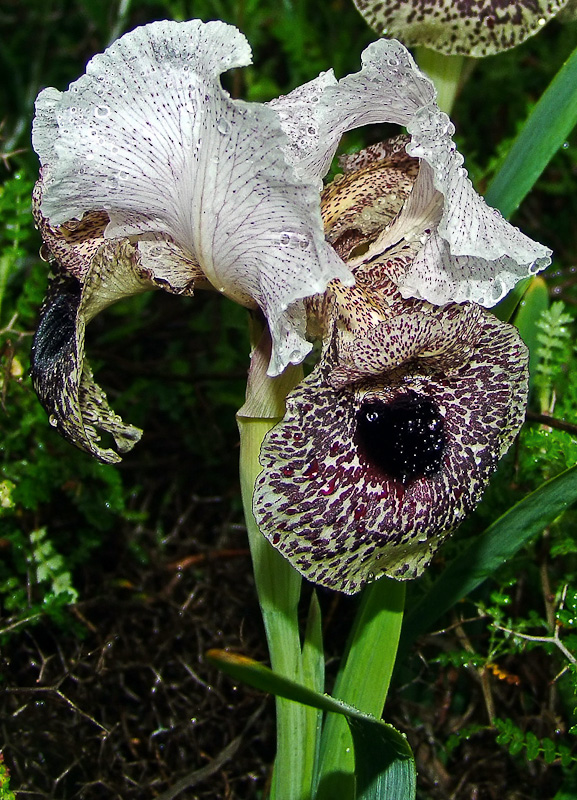 Изображение особи Iris bismarckiana.