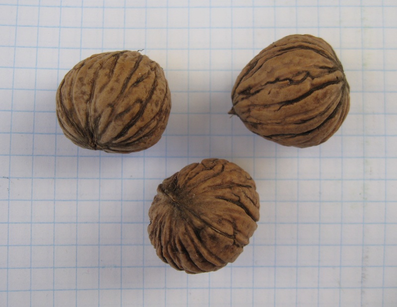 Image of Juglans microcarpa specimen.