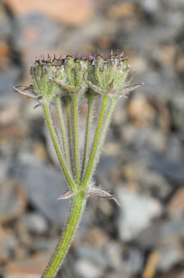 Image of Semenovia transiliensis specimen.
