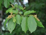 Microcos paniculata. Верхушка ветви с соцветиями. Таиланд, Донсак. 21.06.2013.