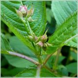 Impatiens glandulifera. Верхушка побега с бутонами (крупно). Чувашия, г. Шумерля. 30 июня 2009 г.