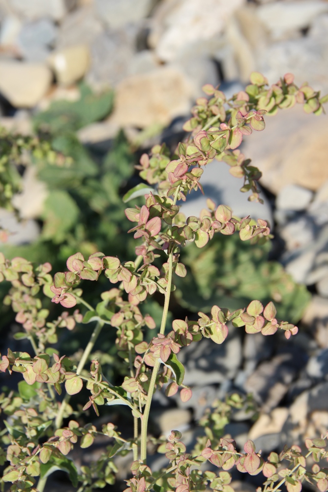 Image of Atriplex aucheri specimen.