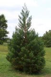 Sequoiadendron giganteum