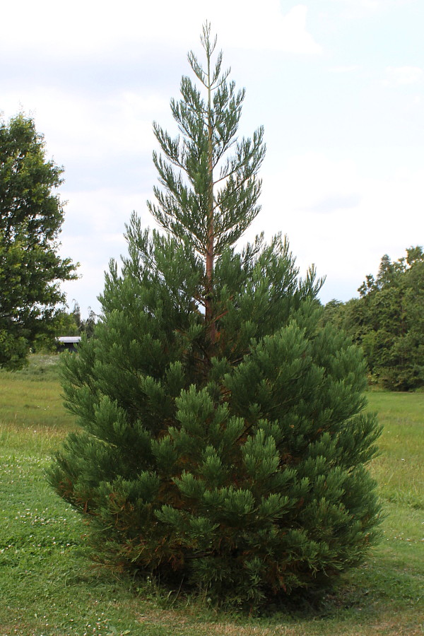 Изображение особи Sequoiadendron giganteum.