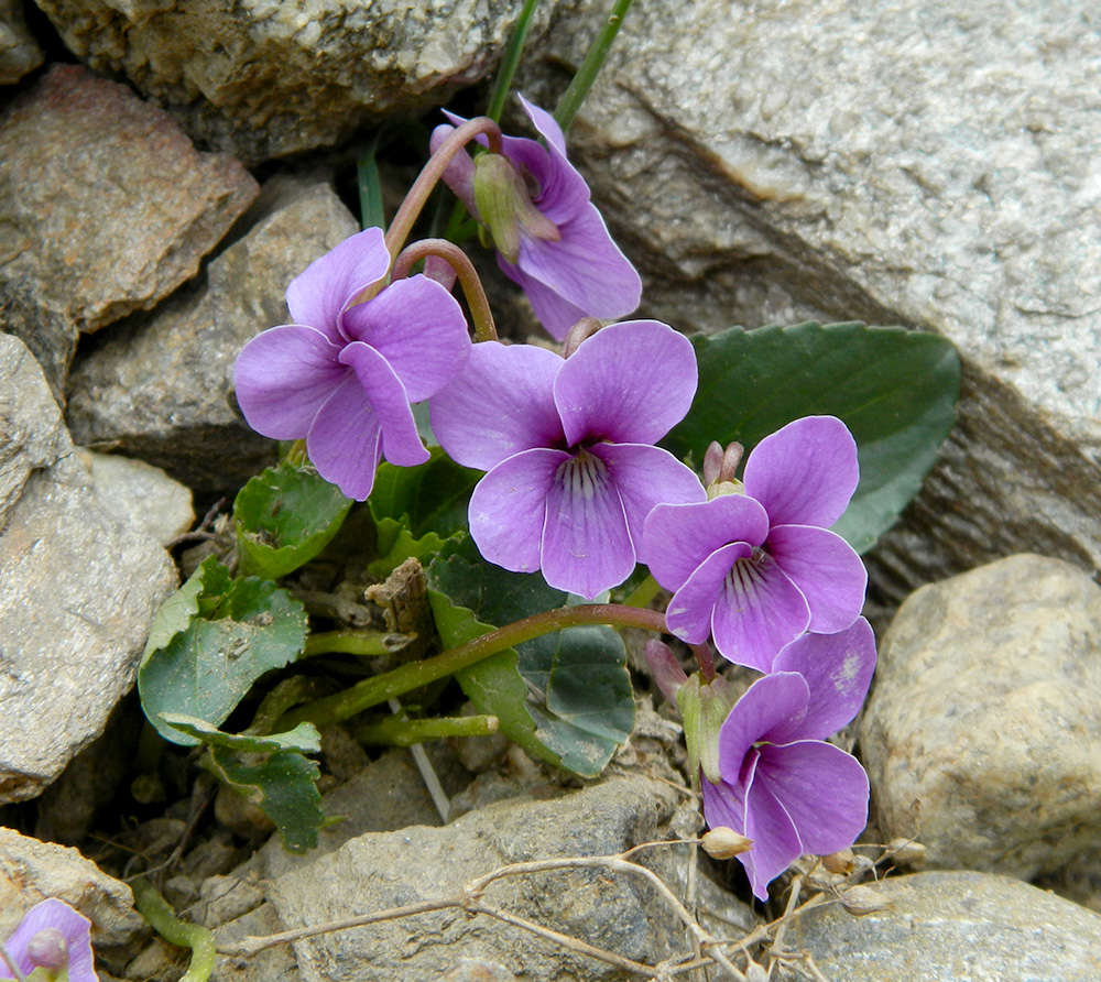 Изображение особи Viola somchetica.