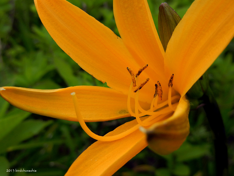 Image of Hemerocallis esculenta specimen.