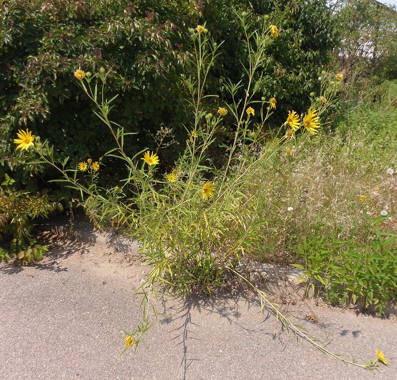 Image of genus Helianthus specimen.