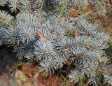 Picea pungens форма glauca. Ветка. Германия, г. Bad Lippspringe, в культуре. 02.02.2014.