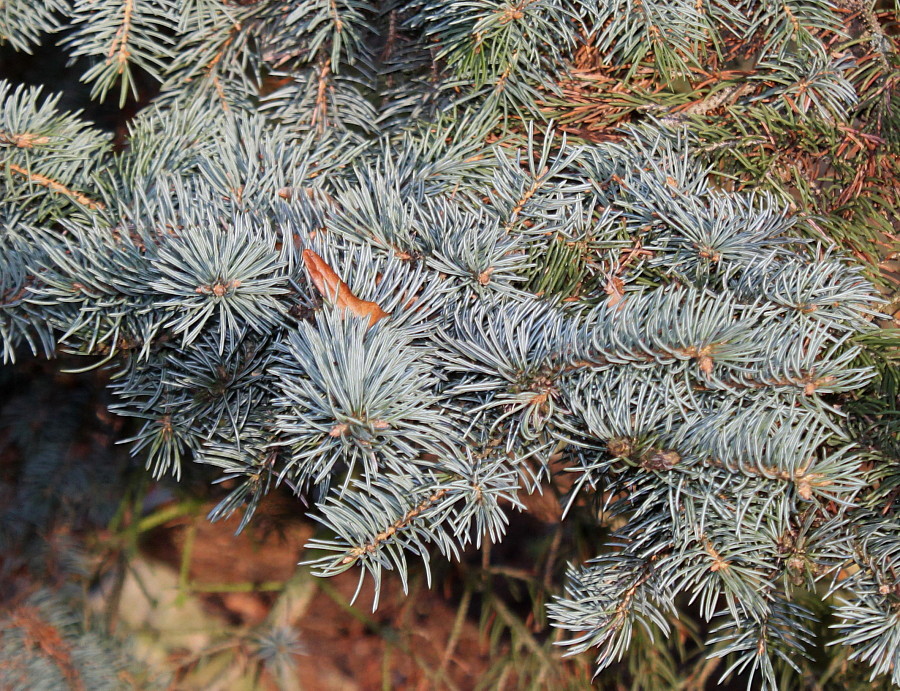 Image of Picea pungens f. glauca specimen.