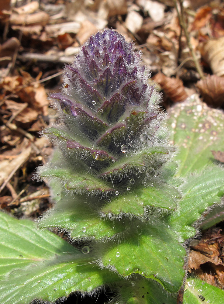 Image of Ajuga orientalis specimen.