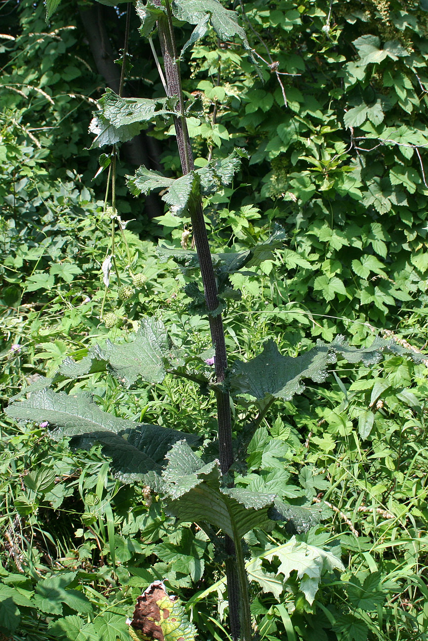 Image of Alfredia cernua specimen.