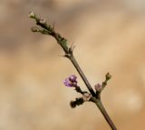 Commicarpus helenae