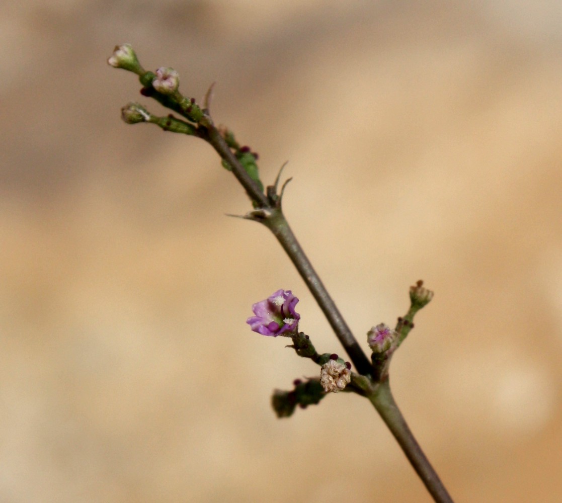 Изображение особи Commicarpus helenae.