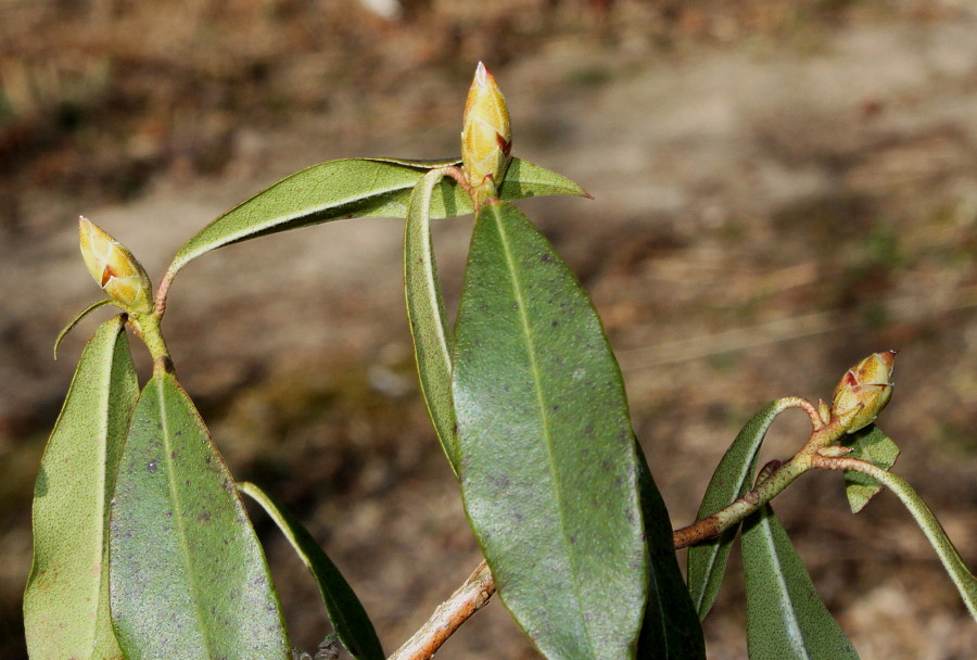 Image of Rhododendron ambiguum specimen.