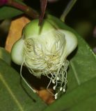 Syzygium jambos