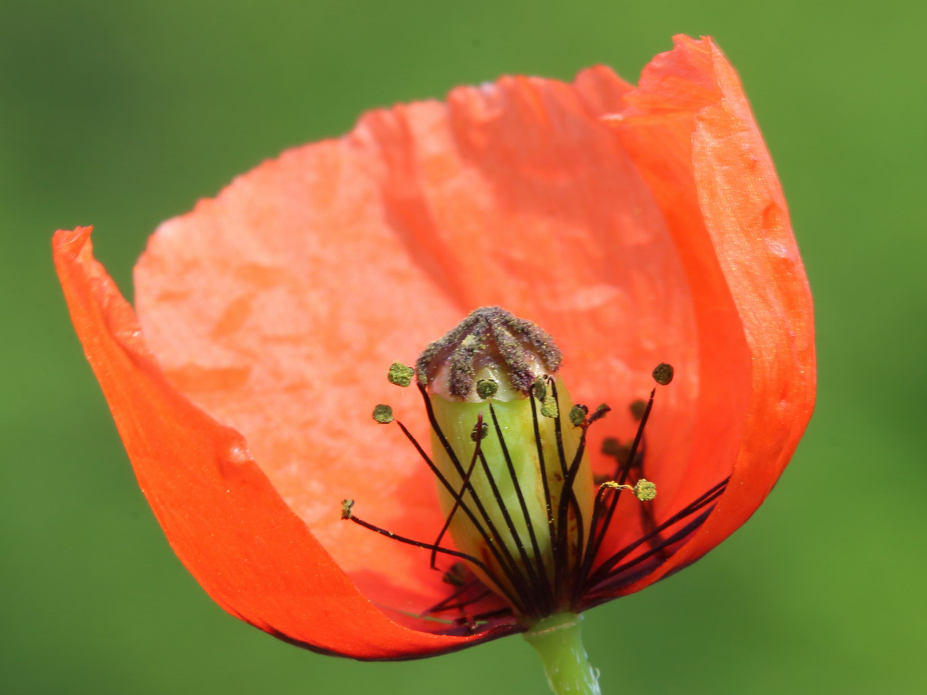 Image of Papaver stevenianum specimen.