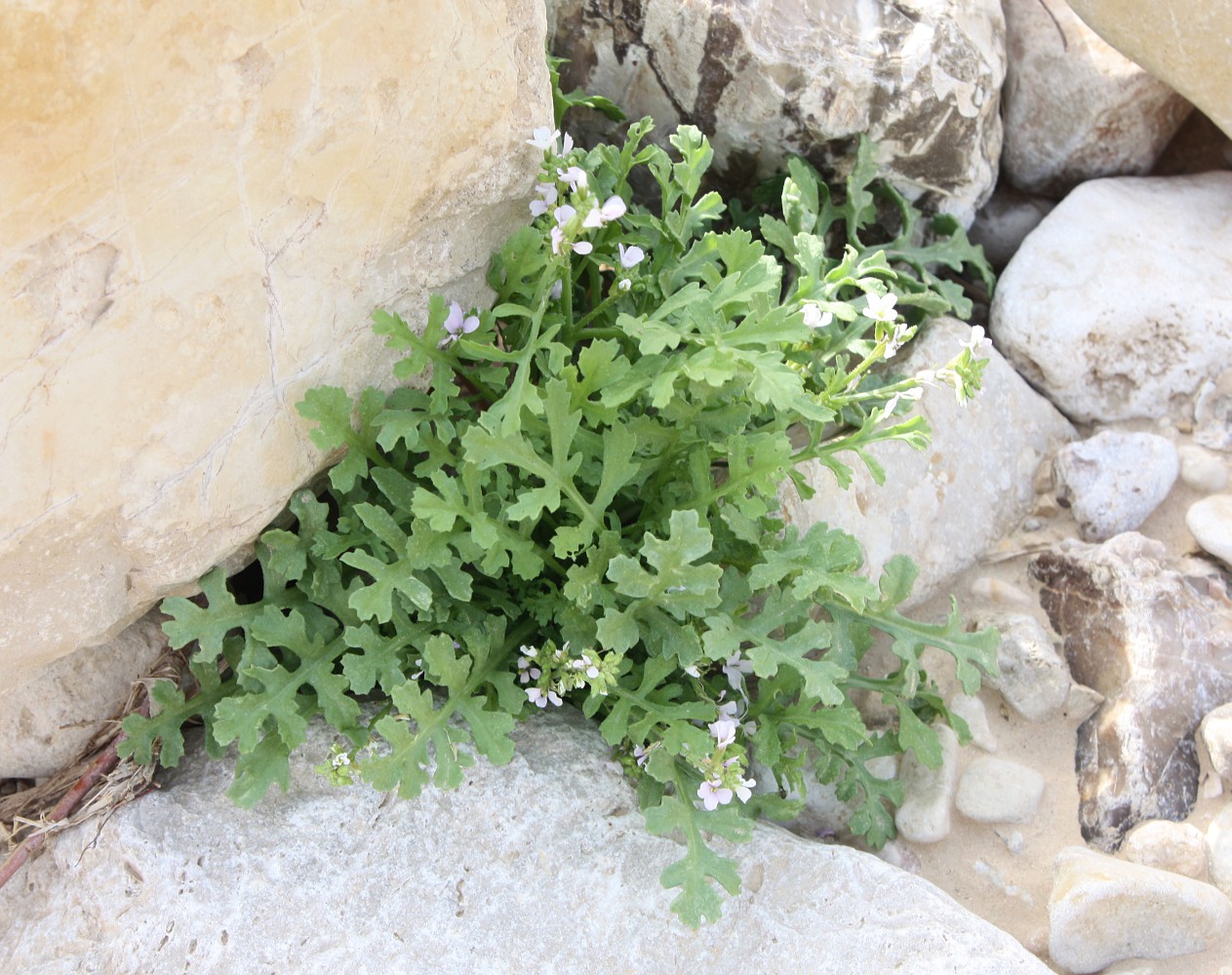 Image of Erucaria rostrata specimen.