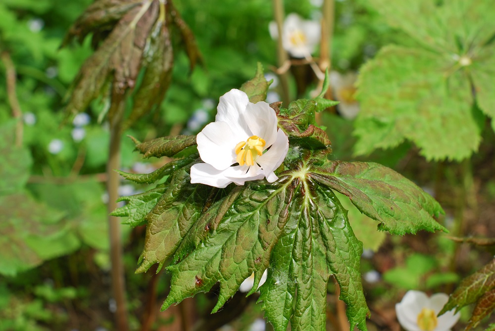 Изображение особи Sinopodophyllum hexandrum.