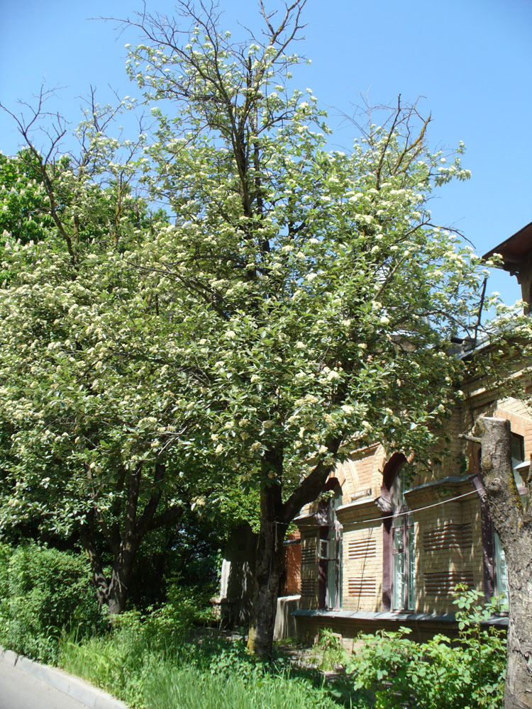 Image of Sorbus intermedia specimen.