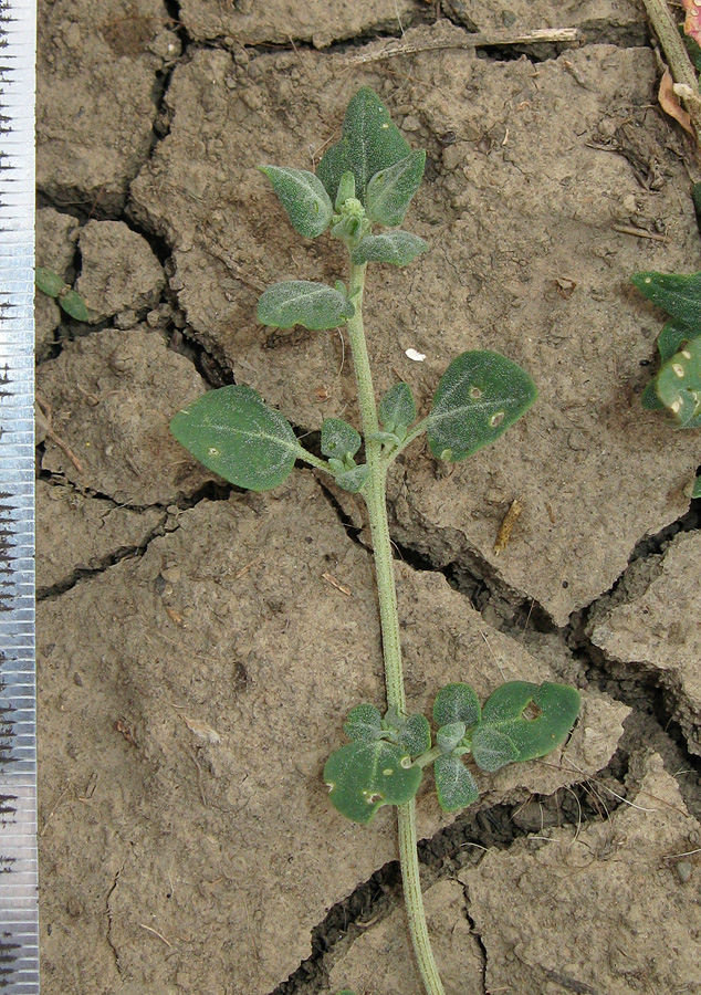 Image of Chenopodium vulvaria specimen.