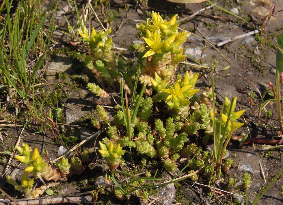 Изображение особи Sedum acre.