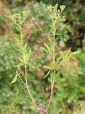 Potentilla obscura