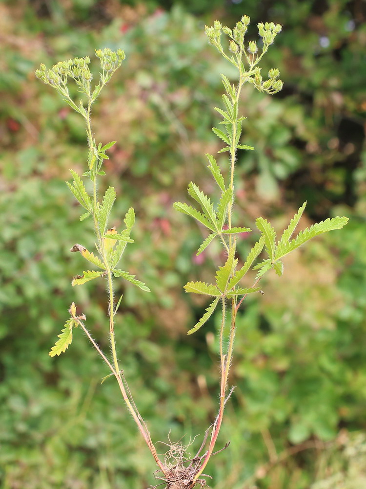 Image of Potentilla obscura specimen.