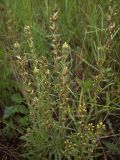 Omalotheca sylvatica. Верхушки цветущих растений. Курская обл., Железногорский р-н, с. Разветье поле. 3 августа 2007 г.