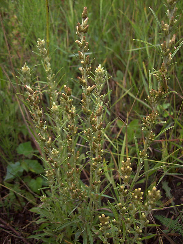 Image of Omalotheca sylvatica specimen.