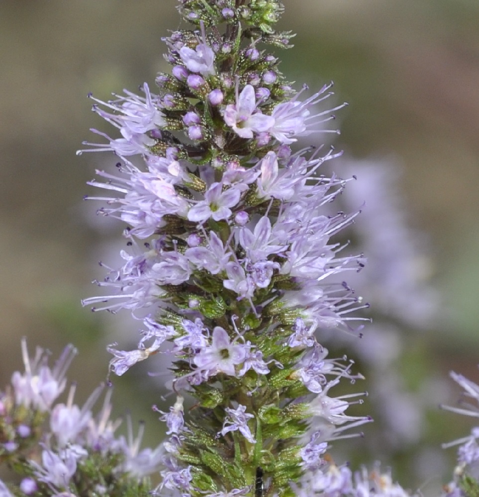Image of Mentha × piperita specimen.