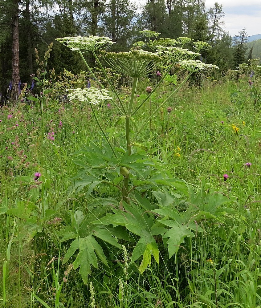 Изображение особи Heracleum dissectum.