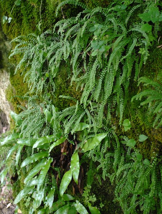 Изображение особи Asplenium trichomanes.