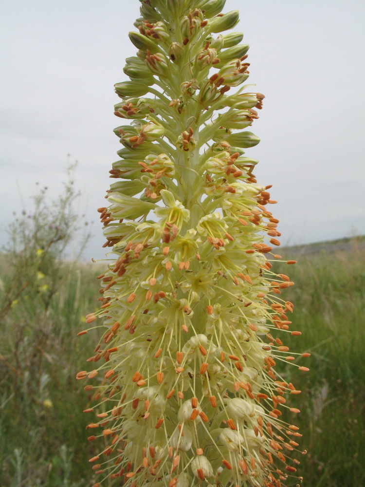 Image of Eremurus altaicus specimen.