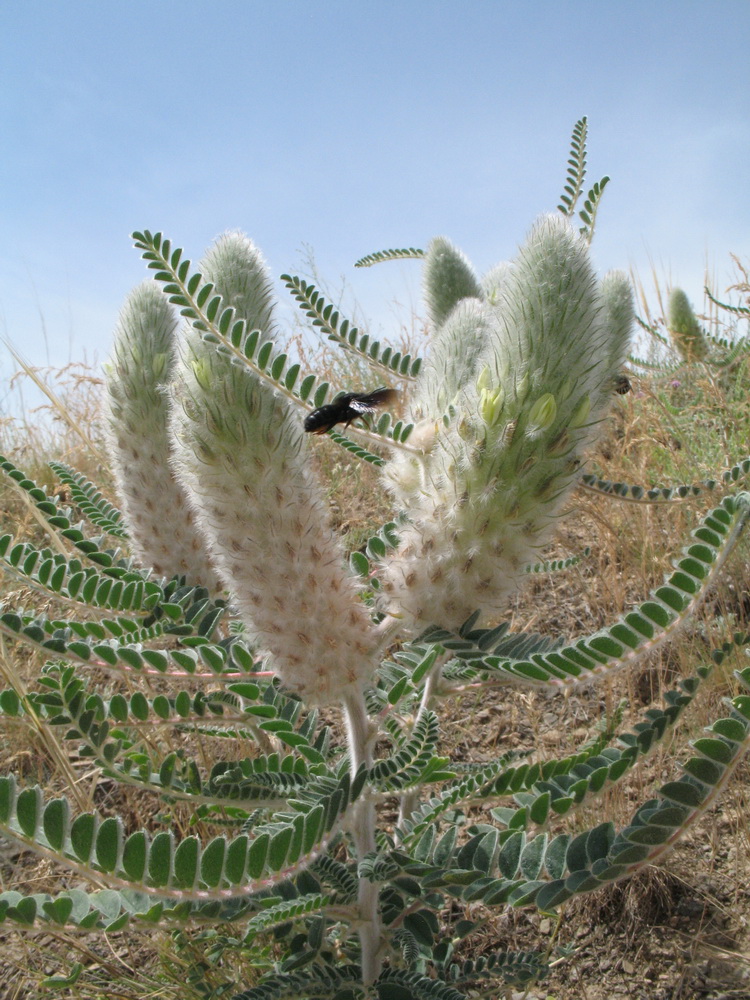 Изображение особи Astragalus alopecias.